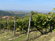 Vendemmia 2025: qualità in crescita tra DOC e DOCG piemontesi