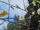 La sorpresa del pruno fiorito al Santuario della Madonna dei Fiori a Bra