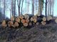 I tronchi degli alberi rimossi dalla collina di Revello