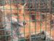 Una volpe tra le vie di Pianfei: l'animale è stato catturato, sta bene e sarà rimesso in natura