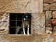 In Piemonte nasce il Daspo cinofilo: uno strumento per difendere gli animali In Piemonte nasce il Daspo cinofilo: uno strumento per difendere gli animali