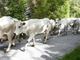 Torna “Caluma el vache”, a Limone Piemonte si celebra la discesa delle mandrie dagli alpeggi