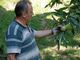 Marco Bellone, castanicoltore e vicepresidente provinciale di Cia Agricoltori italiani di Cuneo, nel castagneto