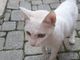 QUATTRO ZAMPE / Fossano, trovata gattina in via Novara
