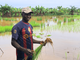 Giornata Mondiale dell'Alimentazione: LVIA porta l'agroecologia in Guinea per combattere la fame Giornata Mondiale dell'Alimentazione: LVIA porta l'agroecologia in Guinea per combattere la fame