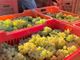 Vendemmia di qualità nel Roero, "ma lo sguardo resta vigile sui mercati"