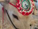 Carrù celebra la razza piemontese: asta del bue, pranzo e giochi alla nona Festa della Carne