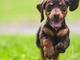 Patentino per proprietari di cani: nuovo corso di formazione promosso dall'Ordine dei Medici Veterinari della Provincia di Cuneo