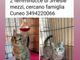 Il gatto per te micette in adozione