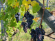 Vendemmia 2025: dal Barolo al Moscato, è un'annata di alta qualità Vendemmia 2025: dal Barolo al Moscato, è un'annata di alta qualità