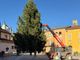 A Piozzo si accende il Natale grazie all'albero donato dalla famiglia Raviola A Piozzo si accende il Natale grazie all'albero donato dalla famiglia Raviola