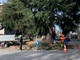 Interventi di potatura del verde a Savigliano