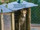 Il progetto per l'educazione e il benessere dei cani in Val Tanaro si conclude con una campagna una campagna di sensibilizzazione diffusa