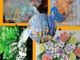 "Non solo Mimose": cinque artiste in mostra a Mondovì dall'8 febbraio all'8 marzo "Non solo Mimose": cinque artiste in mostra a Mondovì dall'8 febbraio all'8 marzo