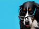 "Il Patentino", a Bra torna il corso gratuito per imparare a vivere con il proprio cane in modo responsabile