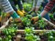 Agricoltura e welfare: parte "Coltivazioni Sociali", il bando di Fondazione CRC per l'inclusione in provincia di Cuneo Agricoltura e welfare: parte "Coltivazioni Sociali", il bando di Fondazione CRC per l'inclusione in provincia di Cuneo