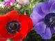 Aspettando la primavera con l’anemone: il fiore che nasce… da una storia d’amore