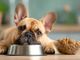 Cane con pancia delicata: come l'alimentazione può fare la differenza