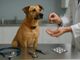 Simparica antiparassitario per cani, una protezione pensata per il benessere quotidiano