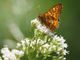 In Valle Stura due BioBlitz alla scoperta della rarissima farfalla Euphydryas maturna