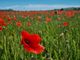 Profondo rosso: lo spettacolo dei papaveri nel Roero