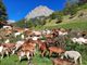 pontebernardo, all'Ecomuseo della Pastorizia inaugura la mostra fotografica "Animali e Saperi in Cammino"