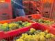 Vendemmia e caldo, l'Asl Cn2 richiama le regole per tutelare i lavoratori: stop nelle ore più a rischio