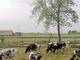 Il benessere animale secondo Piemonte Latte: da vincolo a vantaggio
