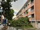 Il maltempo si abbatte sulla Granda: vento forte sradica alberi ad Alba, Mondovì e Bra [FOTO]