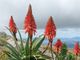 Alla scoperta dell'Aloe Arborescens: quali sono le proprietà salutari per il Tuo organismo? Alla scoperta dell'Aloe Arborescens: quali sono le proprietà salutari per il Tuo organismo?