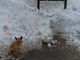 Cagnolino abbandonato nella neve a Villanova Mondovì: interviene la LIDA