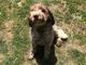 Tra Costigliole e Piasco si cerca Brodo, lagotto di un anno