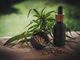 CBD: quali sono i benefici e come assumerlo