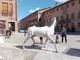 Il cavallo bianco di Napoleone a Cherasco