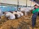 Fossano torna “capitale della zootecnia”: un successo l’edizione 95 della Mostra del Vitello Grasso [GALLERY]
