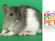 Petsfestival 2019, animali da compagnia: non solo cani e gatti Petsfestival 2019, animali da compagnia: non solo cani e gatti