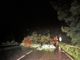L'albero caduto nella notte sulla SP 26, a Paesana
