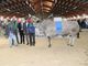 Piemontese e Frisona assieme sulla passerella di Saluzzo: un centinaio i capi in mostra Piemontese e Frisona assieme sulla passerella di Saluzzo: un centinaio i capi in mostra