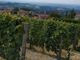 Cia Cuneo: “Per i vigneti un’annata 2023 da tenere sotto controllo con molta attenzione” Cia Cuneo: “Per i vigneti un’annata 2023 da tenere sotto controllo con molta attenzione”