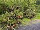 Maltempo, a Verzuolo abbattuti 21 alberi pericolanti