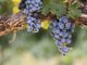 Expo 2015: protagonista il vino del Piemonte Expo 2015: protagonista il vino del Piemonte