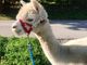 L'associazione Monte Luce non ha nulla a che vedere con la tragica vicenda dell'alpaca Joy