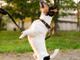 Artrite canina: sintomi, cause e strategie di gestione efficaci Artrite canina: sintomi, cause e strategie di gestione efficaci