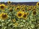 Farigliano diventerà il paese dei girasoli: il progetto coinvolgerà l'intera popolazione Farigliano diventerà il paese dei girasoli: il progetto coinvolgerà l'intera popolazione