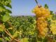 Piemonte: prendono il via le Dichiarazioni di Vendemmia e le Dichiarazioni di Produzione 2021