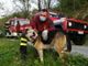 Barge, cane bloccato su un albero: salvato dai Vigili del Fuoco