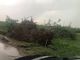 Cavallermaggiore: campi di mais devastati dalla furia del tornado (FOTO)