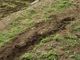 In arrivo i fondi per pagare i danni agricoli causati dalla fauna selvatica In arrivo i fondi per pagare i danni agricoli causati dalla fauna selvatica