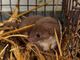 Il Centro Recupero Animali Selvatici di Bernezzo salva un cucciolo di donnola, non accadeva dal 2017