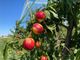 Prezzi alle stelle, poca manodopera e consumi in calo: ecco la fotografia di un settore &quot;alla frutta&quot;